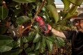 Sekator akumulatorowy MILWAUKEE M12 BLPRS-202 4933480115